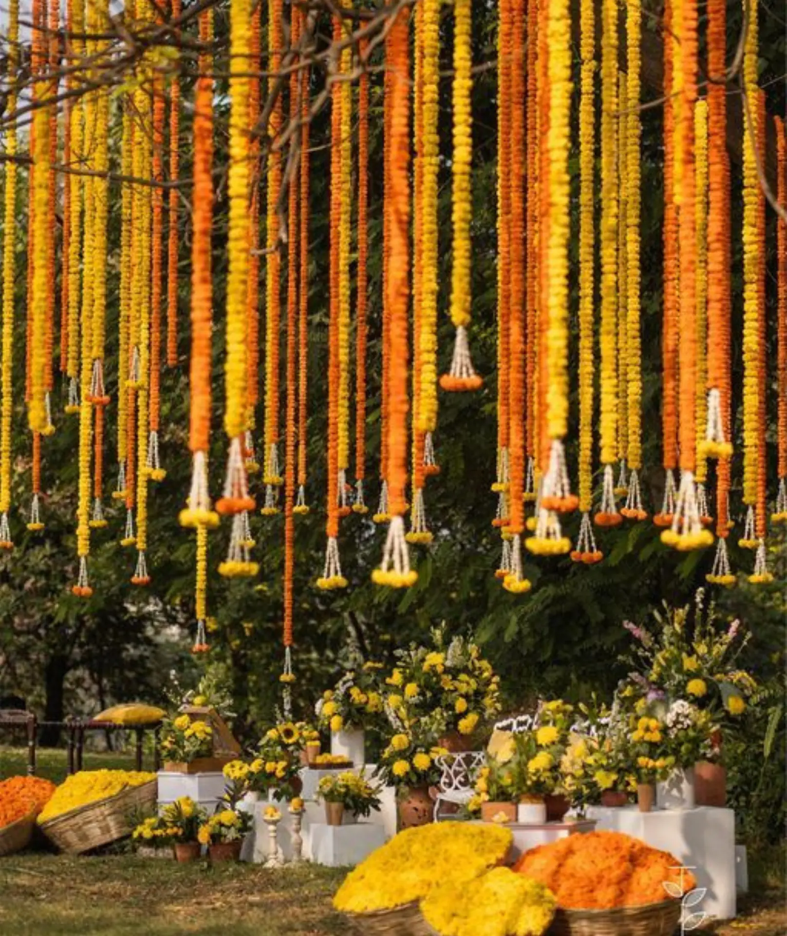 haldi4